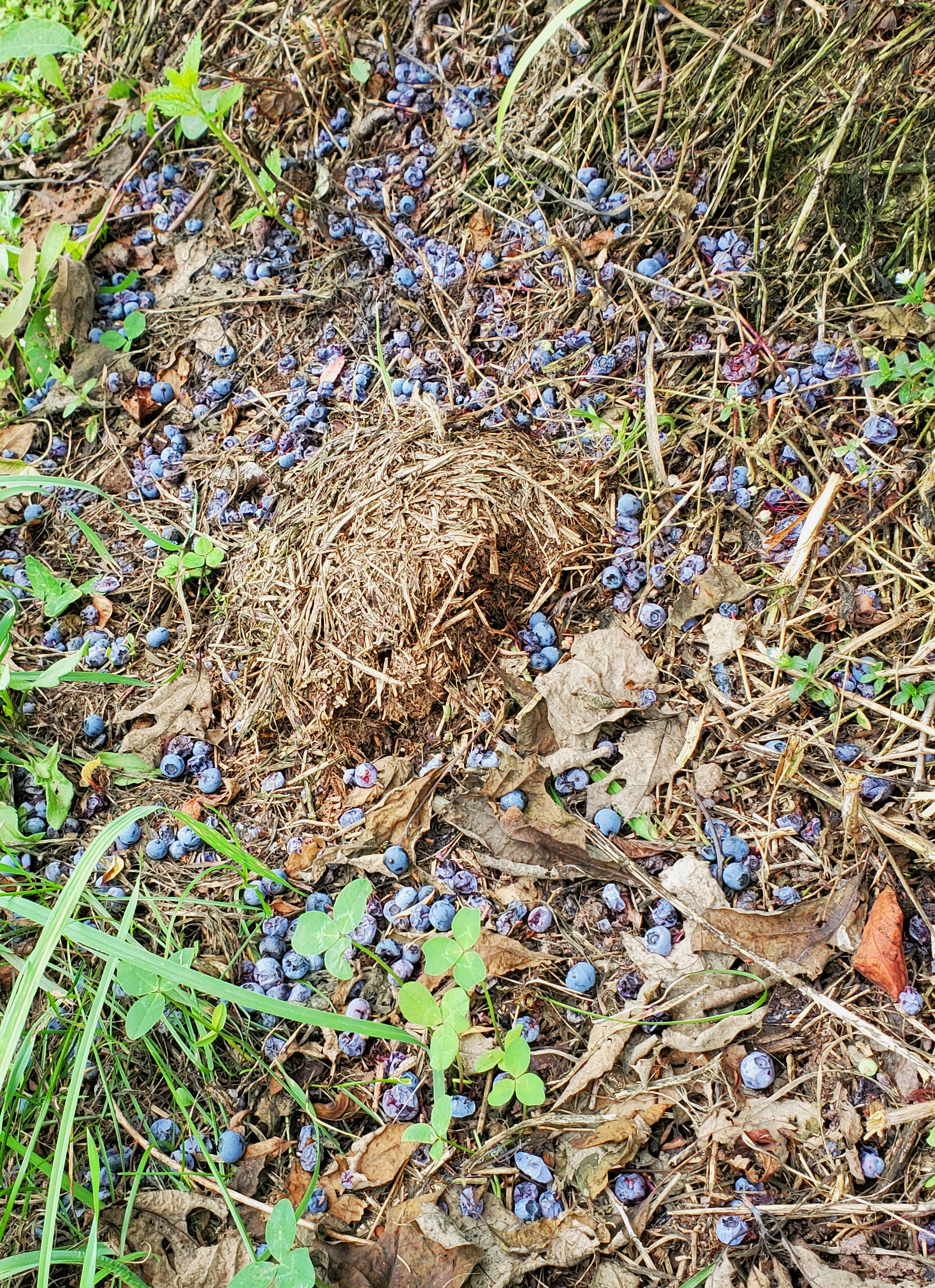 Blueberry on the ground.